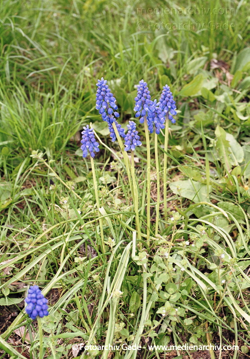 Hyazinthengewächse. LiliengewächseKleine Trabenhyazinthe . Kleines Träubel. Muscari botryoides
Juni 2002.  Berlin. Flora. Pflanzen. Blumen. Hyazinthengewächse. Liliengewächse. Kleine Trabenhyazinthe, Kleines Träubel  (Muscari botryoides)
Schlüsselwörter: 2002;Berlin;Blume;Blüte;Flora;Geschützt;Hyazinthengewächse;Kleine Traubenhyazinthe;Kleines Träubel;Liliengewächse;Muscari botryoides;Pflanzen;plants