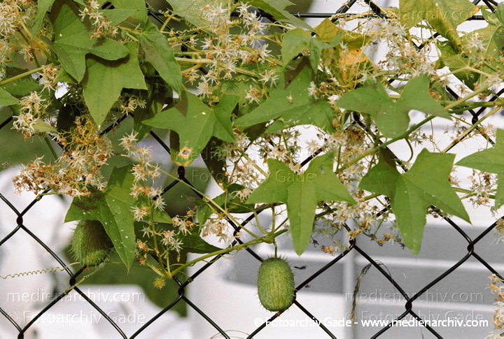 Igelgurke. Echinocystis lobats
24.  8. 2002.  Mecklenburg-Vorpommern. Carwitz. Flora. Pflanzen. Kletterpflanze. Igelgurke (Echinocystis lobata)
Schlüsselwörter: 2002;Carwitz;Deutschland;Echinocystis lobata;Flora;Igelgurke;Kletter;Mecklenburg-Vorpommern;Natur;Pflanzen;plants