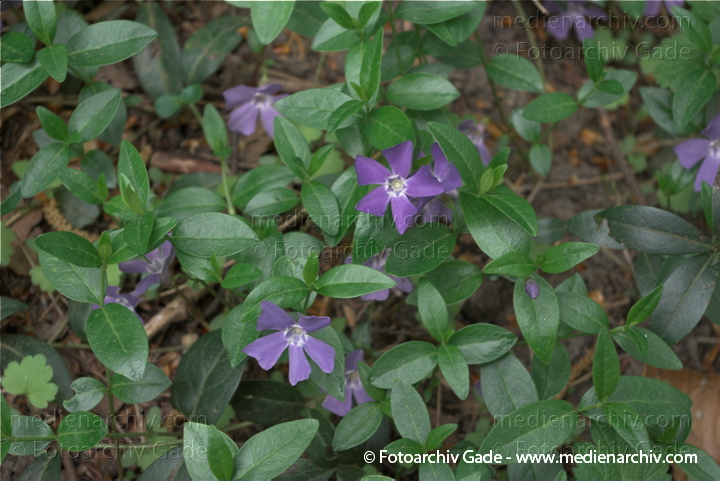 Immergrün (Vinca)
18.  4. 2009. Berlin. Flora. Pflanzen. Immergrün (Vinca) Blaue Blüten
Schlüsselwörter: 2009;Berlin;Flora;Immergrün;Natur;Pflanzen;plants;Vinca
