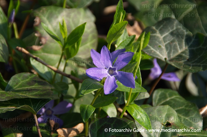 Pflanzen. Immergrün (Vinca)
29.  3. 2014. Berlin. Flora. Pflanzen. Immergrün (Vinca) bläuliche Blüten
Schlüsselwörter: 2014;Berlin;Blüte;Flora;Germany;Immergrün;Pflanzen;Vinca