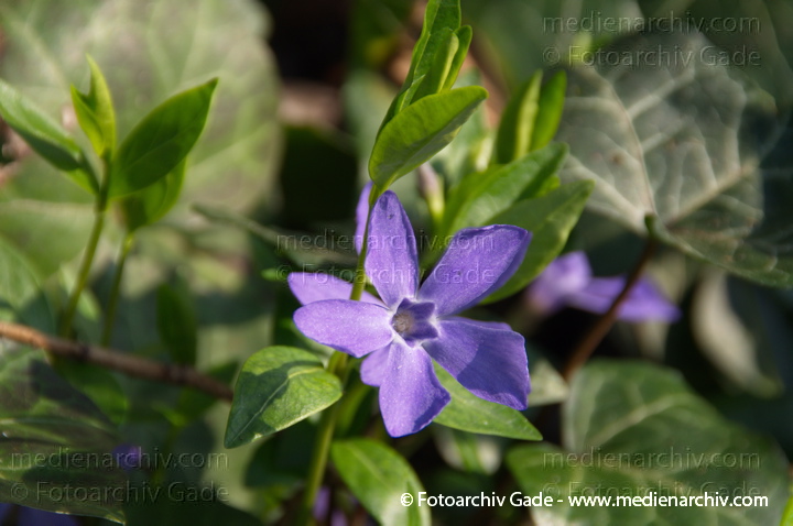 Pflanzen. Immergrün (Vinca) bläuliche Blüten
29.  3. 2014. Berlin. Flora. Pflanzen. Immergrün (Vinca) bläuliche Blüten
Schlüsselwörter: 2014;Berlin;Blüte;Flora;Germany;Immergrün;Pflanzen;Vinca