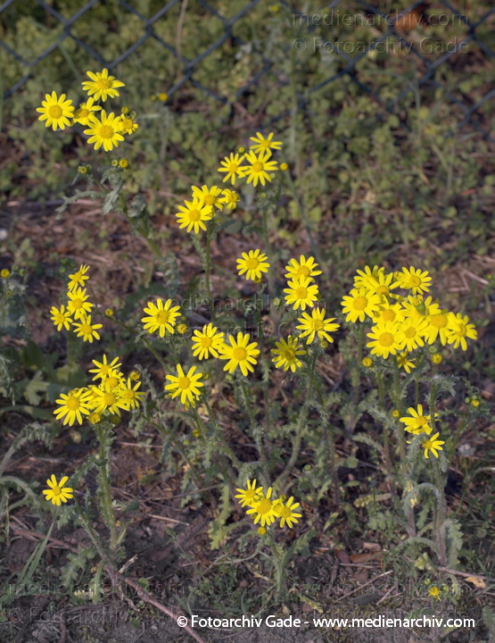 Jakobs-Greiskraut . Jakobs-Kreuzkraut. Senecio jacobaes
7.  5. 2006. Berlin.  Flora. Pflanzen.  Blumen. Blüten. Korbblütengewächse. Jakobs-Greiskraut, Jakobs-Kreuzkraut  (Senecio jacobaea)
Schlüsselwörter: 2006;Berlin;Blume;Blüte;Flora;Jakobs-Greiskraut;Jakobs-Kreuzkraut;Jakobskraut;Korbblütengewächse;Pflanzen;plants