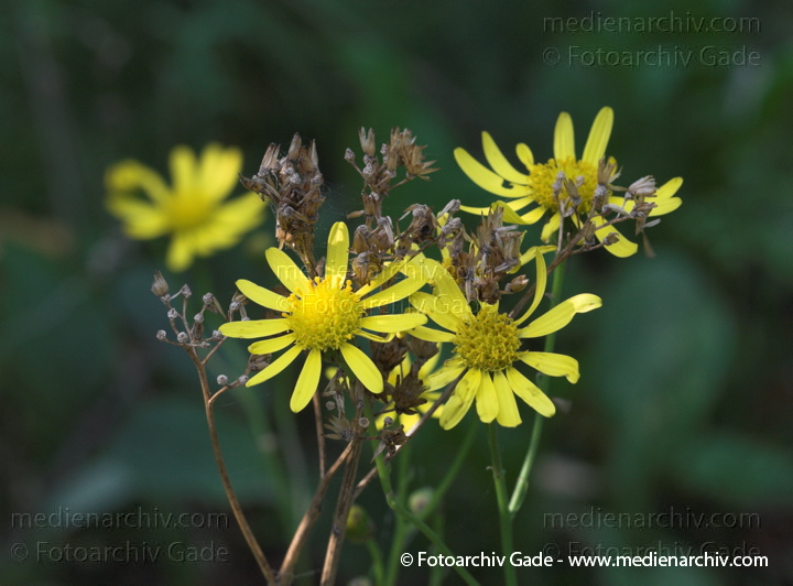 Jakobs-Greiskraut. Senecio jacobaea. Jakobs-Geißkraut
3.  10. 2010. Berlin. Flora. Pflanzen. Jakobs-Greiskraut (Senecio jacobaea; Syn.: Jacobaea vulgaris Gaertn.) auch Jakobs-Kreuzkraut und Jakobs-Geißkraut
Schlüsselwörter: 2010;Berlin;Flora;Jakobs-Geißkraut;Jakobs-Greiskraut;Natur;Pflanzen;plants;Senecio jacobaea