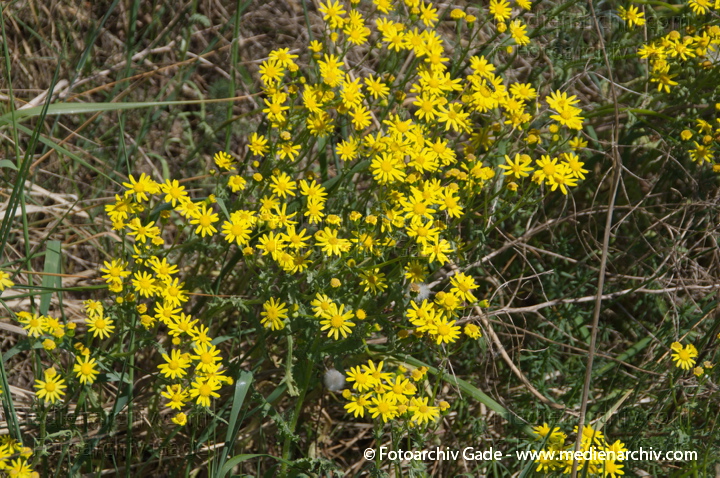 Flora. Pflanzen
3. 5. 2014.  Brandenburg. Ruppiner Land. Zehdenick. Flora. Pflanzen
Schlüsselwörter: 2014;Brandenburg;Flora;Pflanzen;Ruppiner Land;Zehdenick