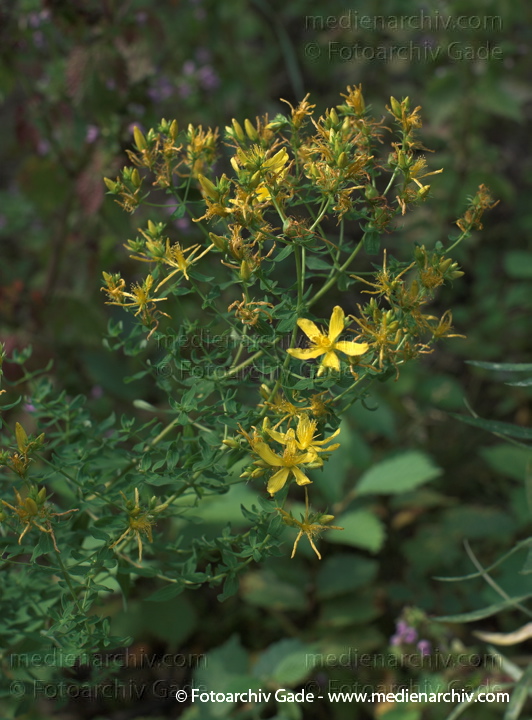 Echtes Johanniskraut (Hypericum perforatum)
2.  8. 2009. Berlin. Wilmersdorf. Grunewald. Flora. Pflanzen. Echtes Johanniskraut (Hypericum perforatum)
Schlüsselwörter: 2009;Berlin;Flora;Grunewald;Hypericum perforatum;Johanniskraut;Natur;Pflanzen;plants;Wilmersdorf