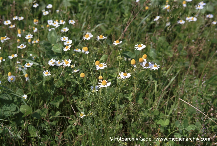 Echte Kamille. Matricaria recutits
Juli 2001.  Mecklenburg-Vorpommern. Fischland. Flora. Pflanzen.  Echte Kamille (Matricaria recutita).   Korbblütler (Asteraceae). Höhe: 10 -50 cm
Schlüsselwörter: 2001;Flora;Kamille;Pflanzen;plants