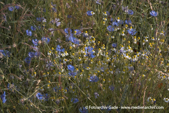Echte Kamille. Chamomilla recutits
25.  6. 2006. Brandenburg. Uckermark. Pflanzen. Wiese. Blumen.  Früchte. Echte Kamille (Chamomilla recutita) Kornblume (Centaurea cyanus) Kapseln von Klatsch-Mohn (Papaver rhoeas)
Schlüsselwörter: 2006;Blume;Blüte;Brandenburg;Centaurea cyanus;Chamomilla recutita;echte Kamille;Flora;Kamille;Klatsch  Mohn;Kornblume;Papaver rhoeas;Pflanzen;plants;Uckermark;Wiese