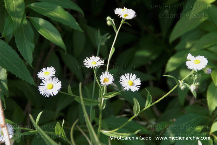 Kanadisches Berufkraut (Conyza canadensis)
2. 7. 2010. Mecklenburg-Vorpommern. Carwitz. Flora. Pflanzen. Kanadische Berufkraut (Conyza canadensis)
Schlüsselwörter: 2010;Carwitz;Conyza canadensis;Feldberger Seenlandschaft;Flora;Kanadische Berufkraut;Mecklenburg-Vorpommern;Natur;Pflanzen;plants Kanadisches Berufkraut (Conyza canadensis)
2. 7. 2010. Mecklenburg-Vorpommern. Carwitz. Flora. Pflanzen. Kanadische Berufkraut (Conyza canadensis)
Schlüsselwörter: 2010;Carwitz;Conyza canadensis;Feldberger Seenlandschaft;Flora;Kanadische Berufkraut;Mecklenburg-Vorpommern;Natur;Pflanzen;plants