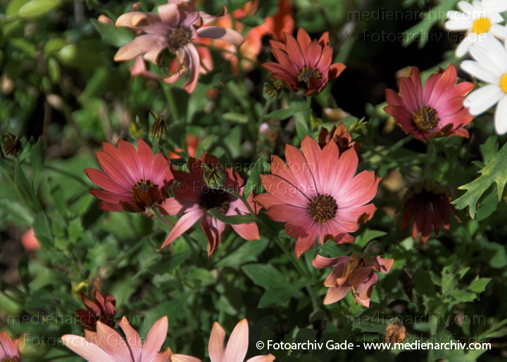 Kapmargeriten. Kapkörbchen (Osteospermum
11.  7. 2009. Niedersachsen. Hemmoor. Flora. Pflanzen. Kapkörbchen. Kapmargeriten (Osteospermum)
Schlüsselwörter: 2009;Flora;Hemmoor;Kapkörbchen;Kapmargeriten;Natur;Niedersachsen;Osteospermum;Pflanzen;plants