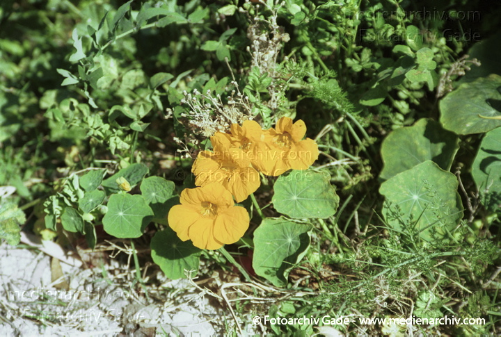 Kapuzinerkresse. Tropaeolum majus
Februar 2002.  Spanien.  Andalusien. Flora. Pflanzen. Kapuzinerkressengewächse. Kapuzinerkresse  (Tropaeolum majus)
Schlüsselwörter: 2002;Andalusien;Blume;Blüte;Flora;Kapuzinerkresse;Kapuzinerkressengewächse;Pflanzen;plants;Spanien;Tropaeolum majus