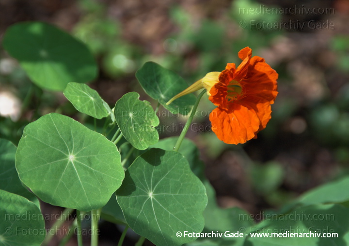 Kapuzinerkresse. Tropaeolum.
11.  7. 2009. Niedersachsen. Hemmoor. Flora. Pflanzen. Kapuzinerkresse. Tropaeolum.
Schlüsselwörter: 2009;Flora;Hemmoor;Kapuzinerkresse;Natur;Niedersachsen;Pflanzen;plants;Tropaeolum