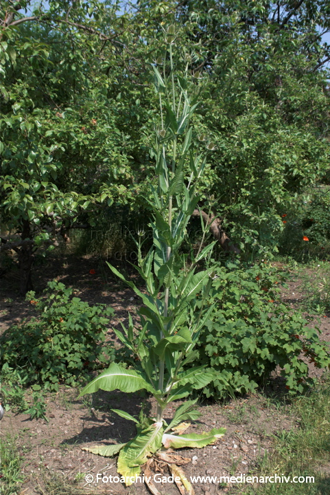 Karde (Dipsacus)
2.  7. 2010. Mecklenburg-Vorpommern. Carwitz. Flora. Pflanzen. Karde (Dipsacus)
Schlüsselwörter: 2010;Carwitz;Dipsacus;Feldberger Seenlandschaft;Flora;Karde;Mecklenburg-Vorpommern;Natur;Pflanzen;plants