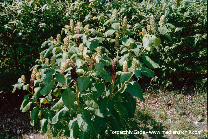 Asiatische Kermesbeere. Phytolacca esculents
Juli 2002.  Flora. Pflanzen. Asiatische Kermesbeere (Phytolacca esculenta).   Kermesbeerengewächse (Phytolaccaceae).
Schlüsselwörter: 2002;Flora;Kermesbeeren;Natur;Pflanzen;Phytolacca;plants