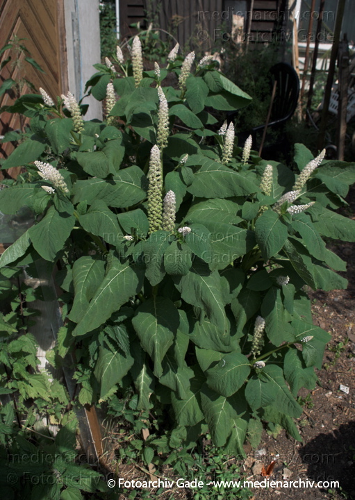Kermesbeeren (Phytolacca)
1.  7. 2010. Mecklenburg-Vorpommern. Carwitz. Flora. Pflanzen. Kermesbeere. wahrscheinlich die indische (Phytolacca acinosa)
Schlüsselwörter: 2010;Carwitz;Feldberger Seenlandschaft;Flora;Kermesbeere;Kermesbeeren;Mecklenburg-Vorpommern;Natur;Pflanzen;Phytolacca;Phytolacca acinosa;plants