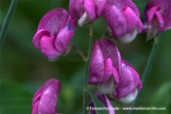 Knollen-Platterbse (Lathyrus tuberosus)
30.  6. 2010. Mecklenburg-Vorpommern. Carwitz. Flora. Knollen-Platterbse (Lathyrus tuberosus)
Schlüsselwörter: 2010;Carwitz;Feldberger Seenlandschaft;Flora;Knollen-Platterbse;Lathyrus tuberosus;Mecklenburg-Vorpommern;Natur;Pflanzen;plants