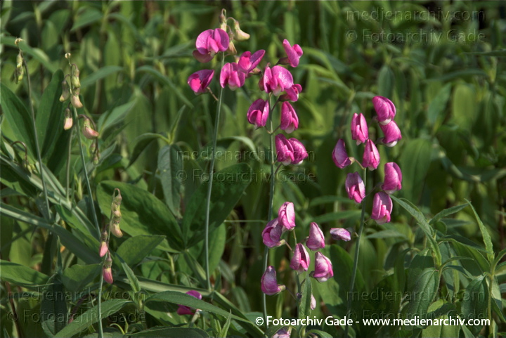 Knollen-Platterbse. Lathyrus tuberosus. Familie: Schmetterlingsblütler. Fabaceae.
2.  7. 2010. Mecklenburg-Vorpommern. Carwitz. Flora. Pflanzen. Knollen-Platterbse (Lathyrus tuberosus)   Schmetterlingsblütler (Fabaceae).
Schlüsselwörter: 2010;Carwitz;Feldberger Seenlandschaft;Flora;Knollen-Platterbse;Lathyrus tuberosus;Mecklenburg-Vorpommern;Natur;Pflanzen;plants