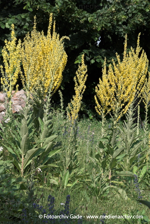 Königskerze (Verbascum spec.)
3.  7. 2010. Mecklenburg-Vorpommern. Carwitz. Flora. Pflanzen. Königskerze (Verbascum spec.)
Schlüsselwörter: 2010;Carwitz;Feldberger Seenlandschaft;Flora;Königskerze;Mecklenburg-Vorpommern;Natur;Pflanzen;plants;Verbascum spec.