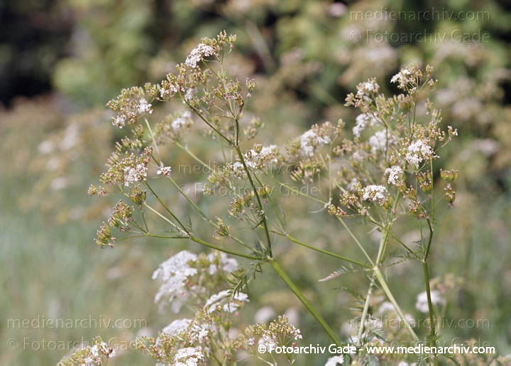 "Doldengewächse.
Wilder Kerbel . Wiesen-Kerbel. Anthriscus sylvestris"
Juni 2004.   Flora. Pflanze. Doldengewächse.
Wilder Kerbel, Wiesen-Kerbel  (Anthriscus sylvestris)
Schlüsselwörter: 2004;Anthriscus sylvestris;Blume;Blumen;Blüte;Deutschland;Doldengewächse;Flora;Natur;Nutz;NutzPflanzen;Pflanze;Pflanzen;plants;Wiesen Kerbel;Wilder Kerbel