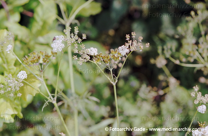 "Doldengewächse.
Wilder Kerbel . Wiesen-Kerbel. Anthriscus sylvestris"
Juni 2004.   Flora. Pflanze. Doldengewächse.
Wilder Kerbel, Wiesen-Kerbel  (Anthriscus sylvestris) vorkomende Sippe zeichnet sich durch schmale Blattzipfel aus.
Schlüsselwörter: 2004;Anthriscus sylvestris;Blume;Blumen;Blüte;Deutschland;Doldengewächse;Flora;Natur;Nutz;NutzPflanzen;Pflanze;Pflanzen;plants;Wiesen Kerbel;Wilder Kerbel