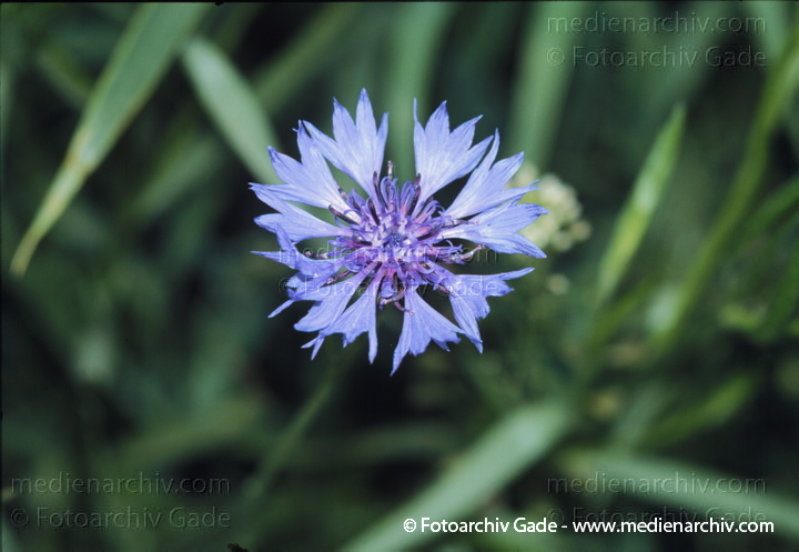 Kornblume. Centaurea cyanus
Juni 1999.   Flora. Pflanzen.  Kornblume (Centaurea cyanus).   Korbblütler (Asteraceae). Höhe: 30-60 cm, Blüte: Juni - Oktober. Blaue Blüten
Schlüsselwörter: Flora;Kornblume;Pflanzen;plants