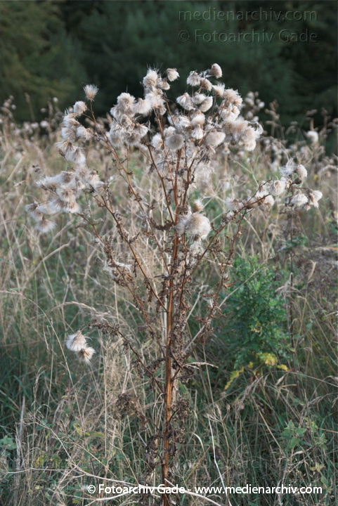 Acker Kratzdistel. Cirsium arvense
25.  9. 2009. Mecklenburg-Vorpommern. Insel Rügen. Flora. Pflanzen. Acker Kratzdistel. Cirsium arvense
Schlüsselwörter: 2009;Acker Kratzdistel;Cirsium arvense;Flora;Insel;Mecklenburg-Vorpommern;Pflanzen;plants;Rügen