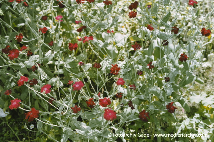 Kronen-Lichtnelke. Lychnis coronaris
Juli 2002.  Berlin. Flora. Pflanzen. Kronen-Lichtnelke (Lychnis coronaria).   Nelkengewächse (Caryophyllaceae).
Schlüsselwörter: 2002;Flora;Kronen-Lichtnelke;Lychnis coronaris;Natur;Pflanzen;plants