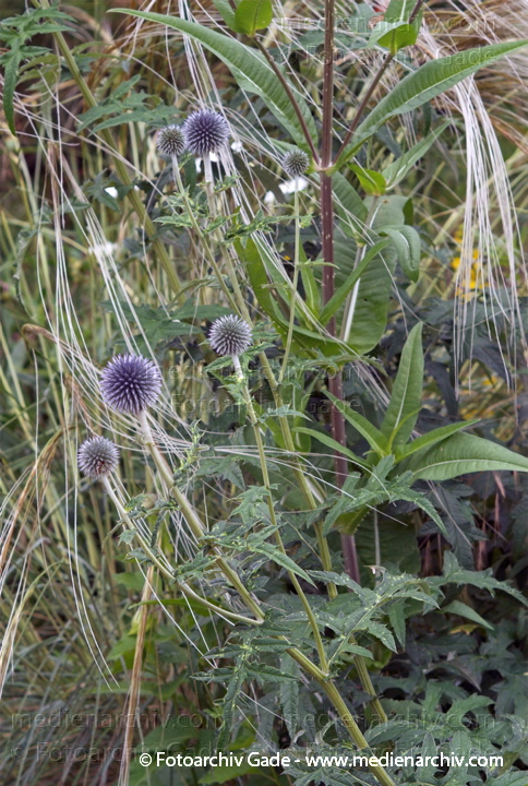 Banater Kugeldistel. Echinops banaticus
23.  6. 2007. Mecklenburg-Vorpommern. Carwitz. Flora. Pflanzen. Blüten. Banater Kugeldistel (Echinops banaticus).   Korbblütler (Asteraceae). Blaue Blüten. Blüten: Juni
Schlüsselwörter: 2007;Blüte;Carwitz;Distel;Flora;Mecklenburg-Vorpommern;Pflanzen;plants
