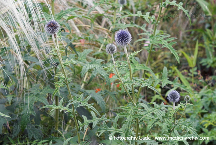 Banater Kugeldistel. Echinops banaticus
23.  6. 2007. Mecklenburg-Vorpommern. Carwitz. Flora. Pflanzen. Blüten. Banater Kugeldistel (Echinops banaticus).   Korbblütler (Asteraceae). Blaue Blüten. Blüten: Juni
Schlüsselwörter: 2007;Blüte;Carwitz;Distel;Flora;Mecklenburg-Vorpommern;Pflanzen;plants