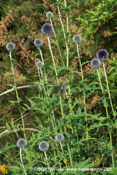Kugeldistel. Distel
2.  7. 2010. Mecklenburg-Vorpommern. Carwitz. Flora. Pflanzen. Kugeldistel
Schlüsselwörter: 2010;Carwitz;Distel;Flora;Kugeldistel;Mecklenburg-Vorpommern;Pflanzen;plants