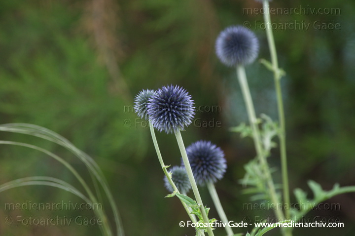 Kugeldistel (Echinops)
3.  7. 2011. Mecklenburg-Vorpommern. Carwitz. Flora. Pflanzen. Blaue Kugeldistel (Echinops)
Schlüsselwörter: 2011;Blüte;Carwitz;Distel;Flora;Kugeldistel;Mecklenburg-Vorpommern;Pflanzen;plants