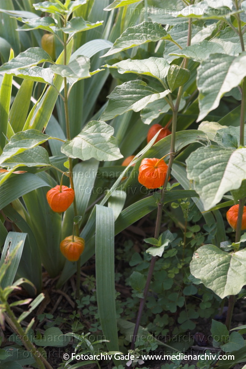 Lampionblume (Physalis alkekengi)
14.  8. 2006. Mecklenburg-Vorpommern. Carwitz. Flora. Lampionblume (Physalis alkekengi)
Schlüsselwörter: 2006;Carwitz;Flora;Lampionblume;Mecklenburg-Vorpommern;Natur;Pflanzen;Physalis alkekengi;plants