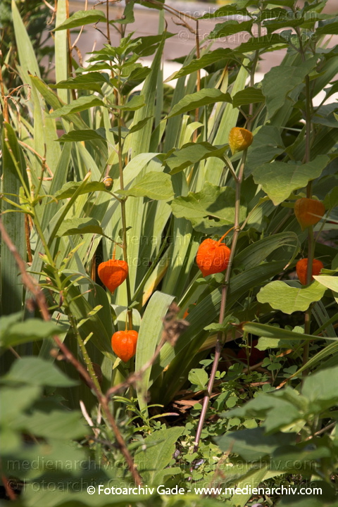 Lampionblume (Physalis alkekengi)
21.  8. 2006. Mecklenburg-Vorpommern. Carwitz. Flora. Pflanzen. Lampionblume (Physalis alkekengi)
Schlüsselwörter: 2006;Carwitz;Flora;Lampionblume;Mecklenburg-Vorpommern;Natur;Pflanzen;Physalis alkekengi;plants