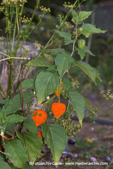 Lampionblume (Physalis alkekengi)
21.  8. 2006. Mecklenburg-Vorpommern. Carwitz. Flora. Pflanzen. Lampionblume (Physalis alkekengi)
Schlüsselwörter: 2006;Carwitz;Flora;Lampionblume;Mecklenburg-Vorpommern;Natur;Pflanzen;Physalis alkekengi;plants