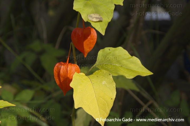Lampionblume. Physalis alkekengi
7.  10. 2012. Berlin. Flora. Pflanzen. Lampionblume (Physalis alkekengi)
Schlüsselwörter: 2012;Berlin;Flora;Lampionblume;Natur;Pflanzen;Physalis alkekengi;plants