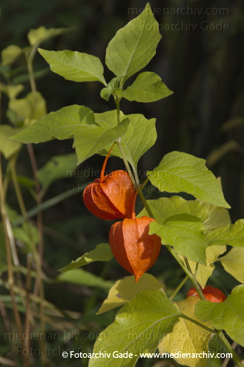 Lampionblume. Physalis alkekengi
7.  10. 2012. Berlin. Flora. Pflanzen. Lampionblume (Physalis alkekengi)
Schlüsselwörter: 2012;Berlin;Flora;Lampionblume;Natur;Pflanzen;Physalis alkekengi;plants
