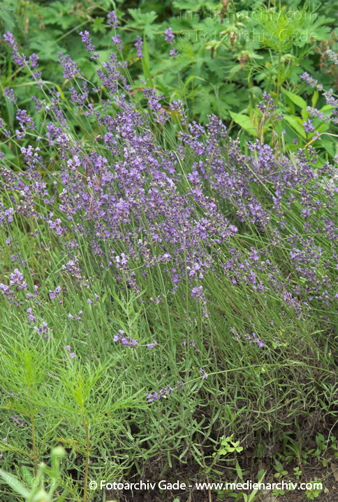 Echte Lavendel oder Schmalblättrige Lavendel
23.  6. 2007. Mecklenburg-Vorpommern. Carwitz. Flora. Pflanzen. Blüten. Echter Lavendel (Lavandula angustifolia).   Lippenblütler (Lamiaceae).
Schlüsselwörter: 2007;Blüte;Carwitz;Echte Lavendel;Flora;Lavandula angustifolia;Mecklenburg-Vorpommern;Natur;Pflanzen;plants;Schmalblättrige Lavendel