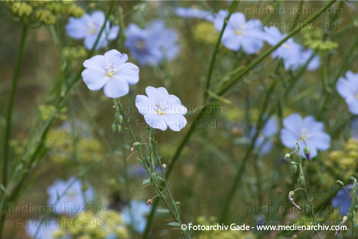 Lein (Linum) oder Flachs
10.  7. 2011. Mecklenburg-Vorpommern. Carwitz. Flora. Pflanzen. Lein (Linum) oder Flachs
Schlüsselwörter: 2011;Blüte;Carwitz;Flachs;Flora;Lein;Linum;Mecklenburg-Vorpommern;Natur;Pflanzen;plants
