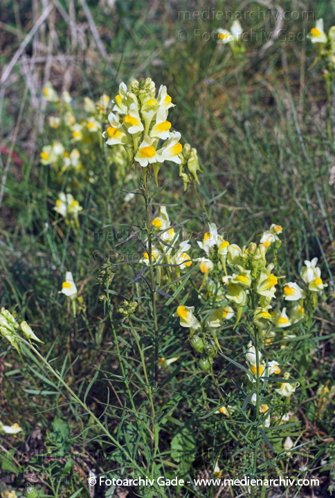 Leinkraut. Linaria
5.  8. 2007. Flora. Pflanzen. Leinkraut. Leinkräuter (Linaria) Wegerichgewächse (Plantaginaceae)
Schlüsselwörter: 2007;Flora;Leinkraut;Linaria;Natur;Pflanzen;Plantaginaceae;plants;Wegerichgewächs
