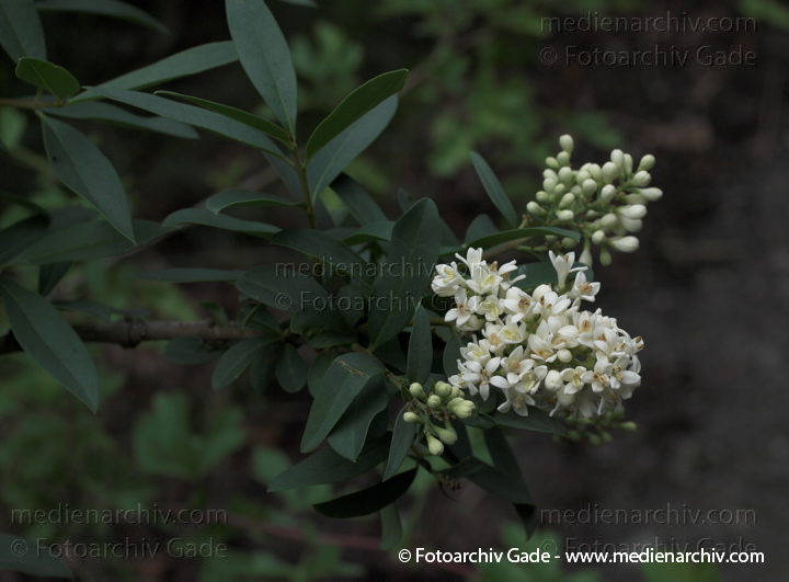 Liguster (Ligustrum)
31.  5. 2009. Berlin. Berlin-Mitte. Wedding. Flora. Pflanzen. Blüten. Liguster (Ligustrum)
Schlüsselwörter: 2009;Berlin;Blüte;Flora;Liguster;Ligustrum;Natur;Pflanzen;plants