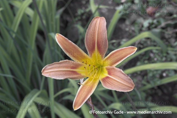 Taglilie. Hemerocallis fulva. Lilie
Juli 2005.  Berlin. Flora. Pflanzen. Taglilie (Hemerocallis fulva).   Liliengewächse (Liliaceae). Lilie
Schlüsselwörter: 2005;Berlin;Blüte;Flora;Lilien;Lilium;Natur;Pflanzen;plants