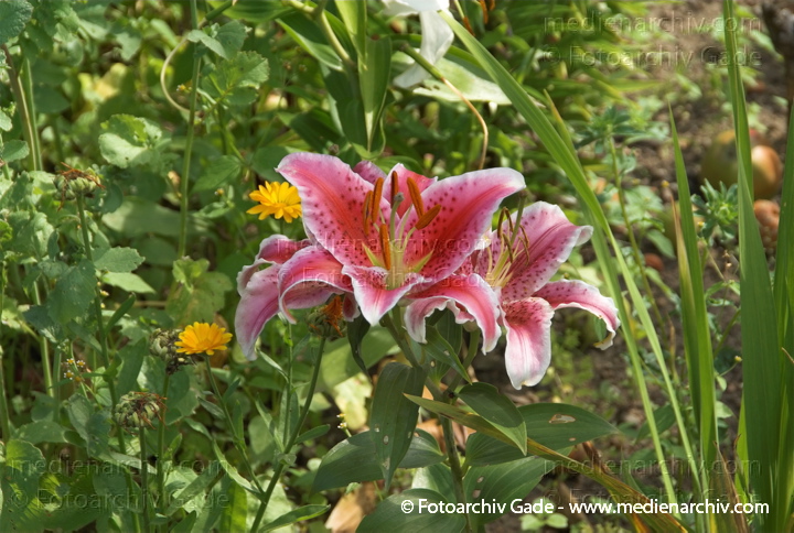 Lilien (Lilium)
2008.  Mecklenburg-Vorpommern. Carwitz. Im Garten. Flora. Pflanzen. Blüten. Lilien (Lilium)
Schlüsselwörter: 2008;Blumen;Blüte;Carwitz;Flora;Garten;Lilien;Lilium;Mecklenburg-Vorpommern;Natur;Pflanzen;plants