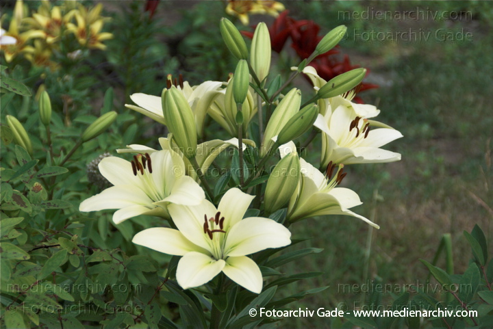 Lilien (Lilium)
6.  7. 2010. Mecklenburg-Vorpommern. Carwitz. Flora. Pflanzen. Lilien (Lilium)
Schlüsselwörter: 2010;Carwitz;Feldberger Seenlandschaft;Flora;Lilien;Lilium;Mecklenburg-Vorpommern;Natur;Pflanzen;plants