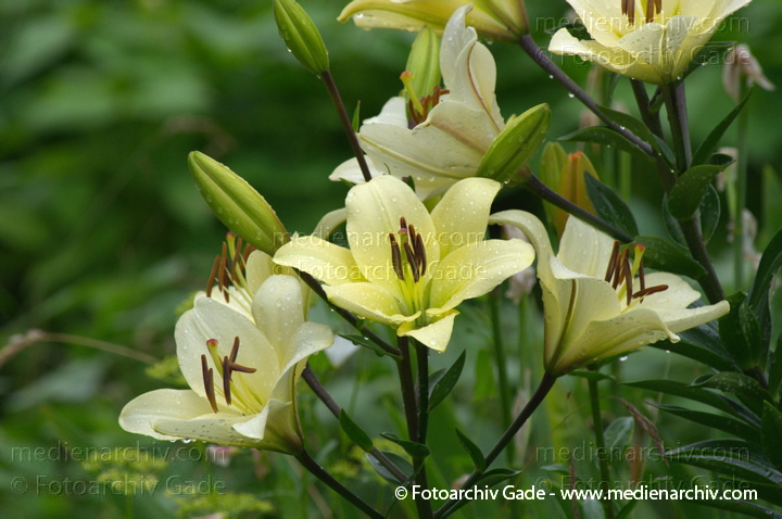 Lilien. Lilium
3.  7. 2011. Mecklenburg-Vorpommern. Carwitz. Flora. Pflanzen. Lilien (Lilium)
Schlüsselwörter: 2011;Blüte;Carwitz;Flora;Lilien;Lilium;Mecklenburg-Vorpommern;Natur;Pflanzen;plants
