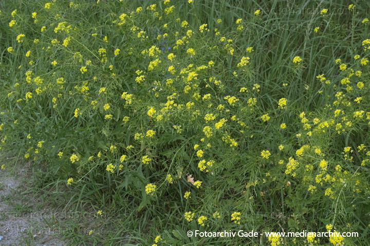 Loesels Rauke (Sisymbrium loeselii)
17.  6. 2007.  Flora. Pflanzen.  Loesels Rauke (Sisymbrium loeselii)  Kreuzblütler (Brassicaceae).
Schlüsselwörter: 2007;Flora;Loesels Rauke;Natur;Pflanzen;plants;Sisymbrium loeselii