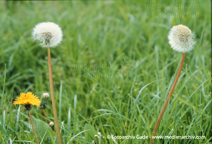 Gewöhnlicher Löwenzahn (Taraxacum sect. Ruderalia)
Mai 1999. Flora. Pflanzen. Löwenzahn (Taraxacum spec.). Korbblütler (Asteraceae).
Schlüsselwörter: 1999;Flora;Gewöhnliche Löwenzahn;Loewenzahn;Löwenzahn;Pflanzen;plants;Pusteblume;Taraxacum sect. Ruderalia Gewöhnlicher Löwenzahn (Taraxacum sect. Ruderalia)
Mai 1999. Flora. Pflanzen. Löwenzahn (Taraxacum spec.). Korbblütler (Asteraceae).
Schlüsselwörter: 1999;Flora;Gewöhnliche Löwenzahn;Loewenzahn;Löwenzahn;Pflanzen;plants;Pusteblume;Taraxacum sect. Ruderalia