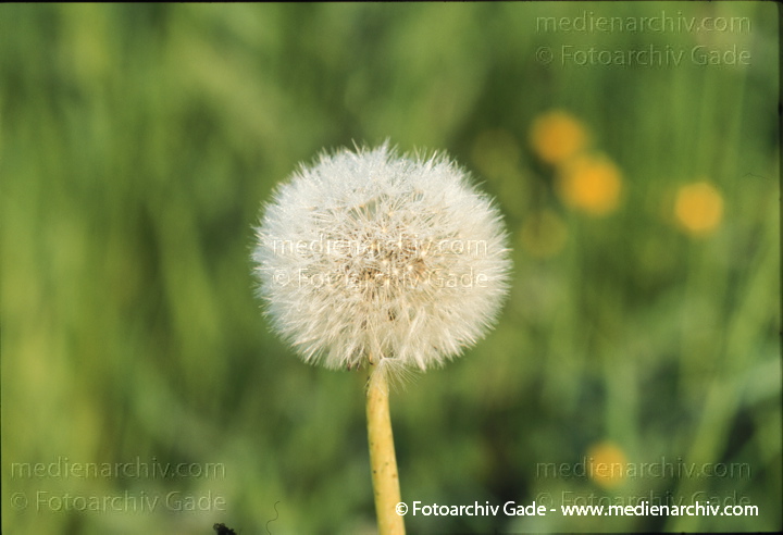 Gewöhnlicher Löwenzahn (Taraxacum sect. Ruderalia)
Juni 1999.   Flora. Blumen.  Löwenzahn (Taraxacum spec.).   Korbblütler (Asteraceae).
Schlüsselwörter: Flora;Gewöhnliche Löwenzahn;Loewenzahn;Löwenzahn;Pflanzen;plants;Pusteblume;Taraxacum sect. Ruderalia