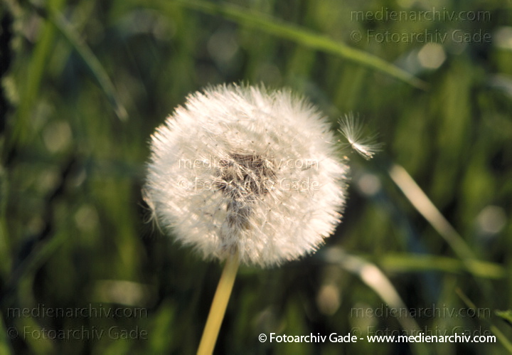 Gewöhnlicher Löwenzahn (Taraxacum sect. Ruderalia)
Juni 1999.  Mecklenburg-Vorpommern. Flora. Pflanzen.  Löwenzahn (Taraxacum spec.).   Korbblütler (Asteraceae).
Schlüsselwörter: 1999;Flora;Gewöhnliche Löwenzahn;Loewenzahn;Löwenzahn;Pflanzen;plants;Pusteblume;Taraxacum sect. Ruderalia