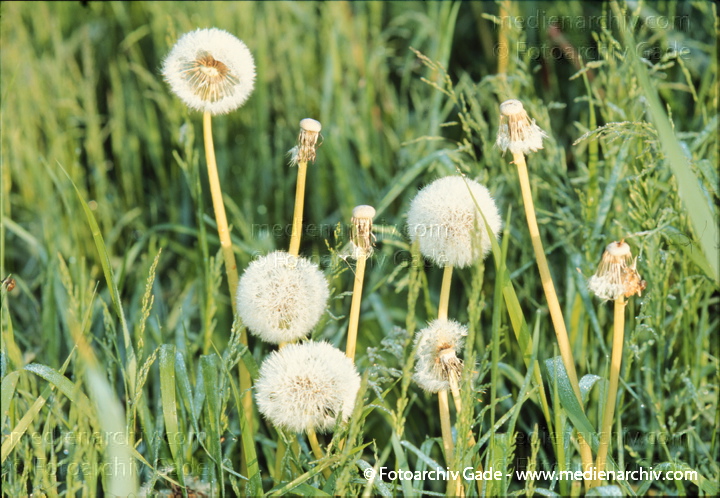 Gewöhnlicher Löwenzahn (Taraxacum sect. Ruderalia)
Juni 1999.   Flora. Pflanzen.   Löwenzahn (Taraxacum spec.).   Korbblütler (Asteraceae).
Schlüsselwörter: Flora;Gewöhnliche Löwenzahn;Loewenzahn;Löwenzahn;Pflanzen;plants;Pusteblume;Taraxacum sect. Ruderalia