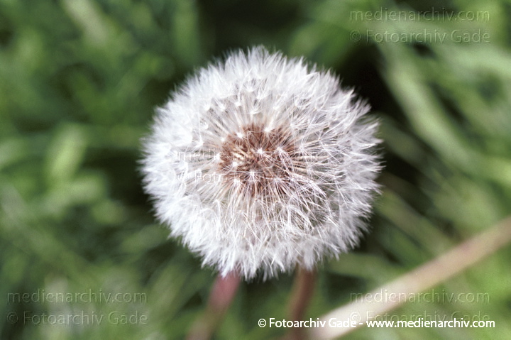 Gewöhnlicher Löwenzahn (Taraxacum sect. Ruderalia)
August 2001.   Flora. Pflanzen.  Wiesen-Löwenzahn (Taraxacum officinale).  im Volksmund Pusteblume genannt. Vorkommen: weltweit auf Wiesen, Weiden, Wegrändern. Vorkommen: im Gebirge bis zu 2800 m Höhe. Blüte: April - Oktober.
Schlüsselwörter: 2001;Flora;Gewöhnliche Löwenzahn;Loewenzahn;Löwenzahn;Pflanzen;plants;Pusteblume;Taraxacum officinale;Taraxacum sect. Ruderalia