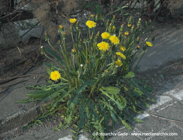 Gewöhnliche Löwenzahn (Taraxacum sect. Ruderalia) mit gelben Blüten
7.  5. 2006. Berlin. Flora. Pflanzen.  Körbchenblütler. Wiesen-Löwenzahn, Gewöhnlicher Löwenzahn, Kuhblume, Maiblume, Bettseichkraut, Pusteblume  (Taracacum officinale)
Schlüsselwörter: 2006;Berlin;Bettseichkraut;Blume;Blüte;Flora;Gewöhnliche Löwenzahn;Gewöhnlicher Löwenzahn;Kuhblume;Körbchenblütler;Löwenzahn;Maiblume;Pflanzen;plants;Pusteblume;Taraxacum sect. Ruderalia;Wiesen-Löwenzahn